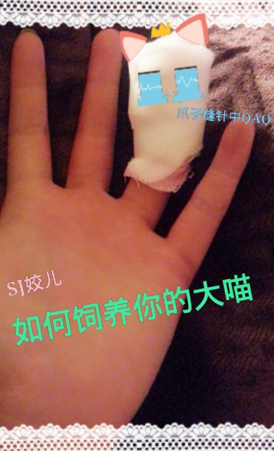论如何饲养你的大喵章节列表