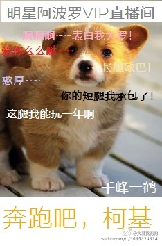 奔跑吧，柯基章节列表